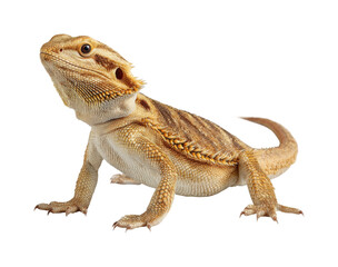 Fototapeta premium Bearded dragon lizard animal portrait isolated on transparent background, png