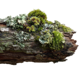 Mossy wood log with lichens forest nature textures isolated on transparent background, png