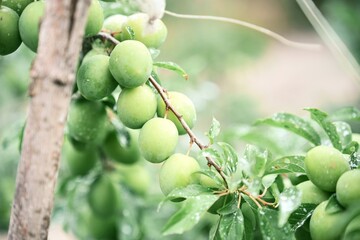 Natural light and shallow depth of field highlight the texture and freshness of the plums. Perfect for themes related to agriculture, gardening, organic food, or seasonal produce.
