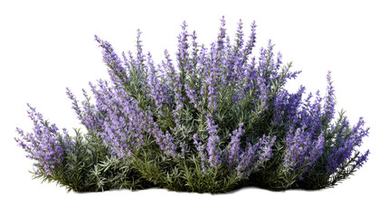 Purple flowering plant with evergreen leaves in a garden setting