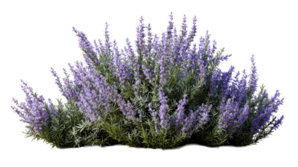 Purple flowering plant with evergreen leaves in a garden setting
