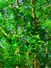 Sunlit Green Tree Canopy with Dense Foliage