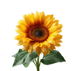 Fototapeta premium Sunflower blooming beauty nature scene vibrant colors isolated on transparent background, png