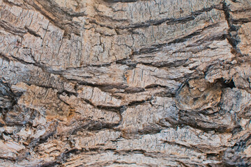 Texture of loose bark of an old tree, natural background with grey and brown tones