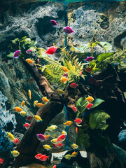 ハノイの水族館