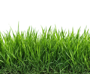 Lush green grass growth nature scene view healthy environment isolated on transparent background, png