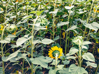 A field of ripening sunflowers. Some flowers have already matured and bowed their heads, while others still hold their bright yellow petals. This is a symbol of harvest and abundance.