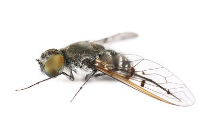 Tiger bee fly, big black and white, Xenox tigrinus, isolated on white background