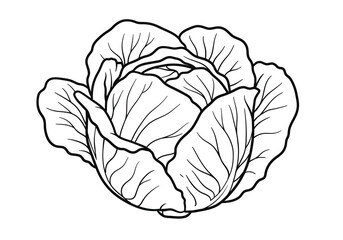 Obraz premium Iceberg lettuce drawing. It is a black and white outline of iceberg lettuce or a leafy green vegetable, showing its tightly packed leaves. Vector sketch line art draw.