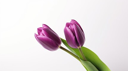 Pink spring tulips blossom on a white background, in a garden, and in a fresh bouquet vase
