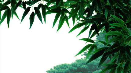 Obraz premium Green bamboo leaves frame bright sky creating peaceful natural