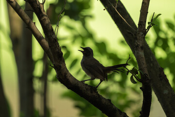 Songbird Calling from Tree Branch in Natural Forest Setting