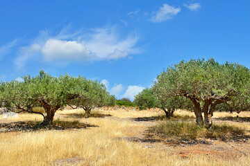 A grove of olive trees, Crete island, Greece