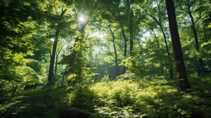 Sunlight filters through a beautiful forest path, illuminating the green foliage and trees in the natural woodland environment