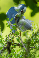 Blue Heron Preening Feathers Among Lush Green Forest Foliage
