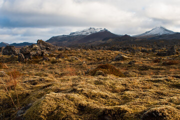 Landscape in Autumn/Fall with Lava Field and Autumnal Colored Trees and snowy mountains horizon in Iceland