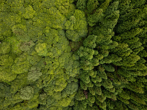 Aerial view of verdant treetops blending in a dense forest canopy, a tapestry of varying green hues stretching across the landscape, Lagoa, Azores, Portugal.