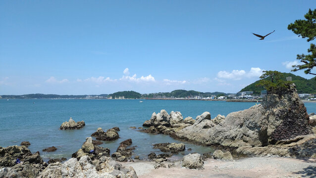 海を臨む千貫松　神奈川県葉山森戸神社裏森戸海岸