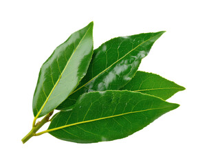 Obraz premium Fresh bay leaves harvest nature garden botanical vibrant green isolated on transparent background, png