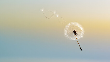Obraz premium A solitary, delicate, stylized dandelion seed with intricate, feathery tendrils is drifting gently, capturing the softness of its movement through a subtle light motion blur, set against a serene sky-
