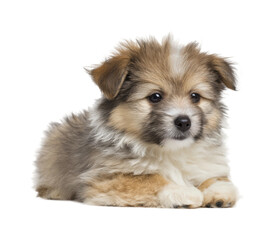 Playful puppy portrait in cute dog soft isolated on transparent background, png