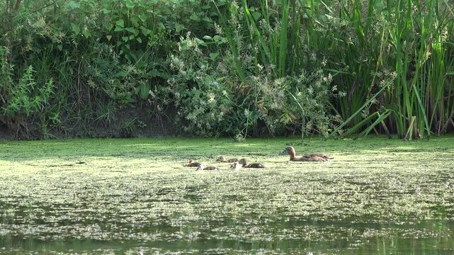 Duck Swimming on a Lake, Pond, Water in Park in London, Wild Bird