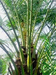 Close-Up of Date Palm Tree Trunk and Fronds in Sunlight