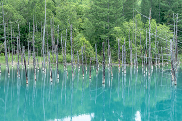 日本の北海道にある白銀青い池の風景