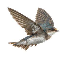 Flying swallow bird in motion nature environment view for wildlife enthusiasts isolated on transparent background, png