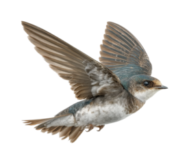 Flying swallow bird in motion nature environment view for wildlife enthusiasts isolated on transparent background, png