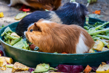 Guinea pigs eating fresh vegetables in a feeding tray