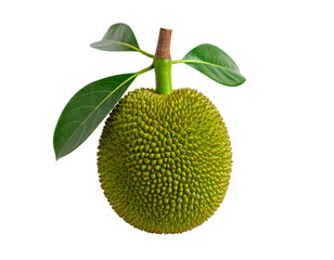 Fresh green mangoes with leaves on a branch, isolated on a white background, represent healthy tropical fruit from nature
