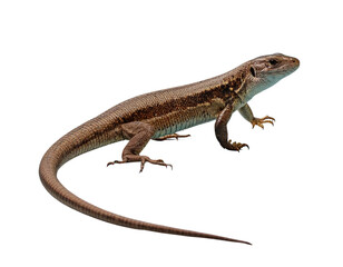 Macro closeup of a green and brown gecko lizard with a long tail on a white background
