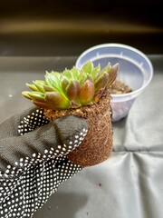 Repotting of houseplant, succulent transplanting, transparent pot for echeveria, root system in the...