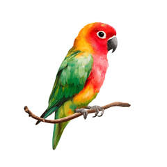 Fototapeta premium A colorful parrot is perched on a branch