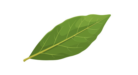 Obraz premium Realistic Green Leaf Vector – Botanical Nature Illustration 