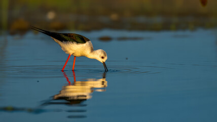 Black winged stilt drinking water bird reflection