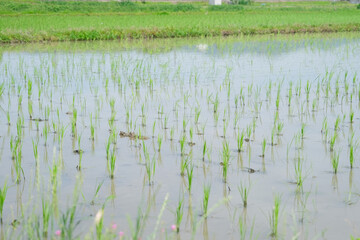 rice seedling growing in Kyoto, Japan