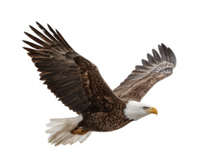 Fototapeta premium Eagle in flight over natural landscape wildlife majestic viewpoint isolated on transparent background, png