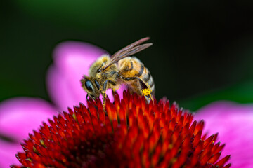 Biene sitzt auf einer roten Blüte