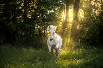 Horse in motion on sunrise  forest