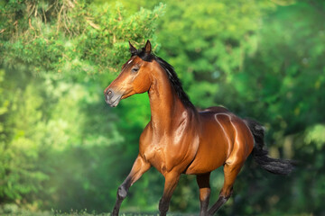 Bay horse portrait in motion