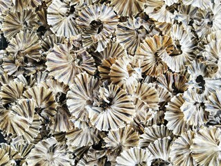 dried stingray prepared for cooking 