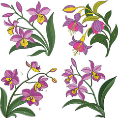 vector illustration of a tropical orchid set with vibrant fuchsia and yellow petals and green leaves. Isolated on white background, soft gradients, stylized botanical design