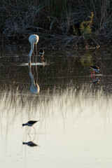 Marshland Harmony: Flamingo Dives as Black-winged Stilts Grace the Reflection