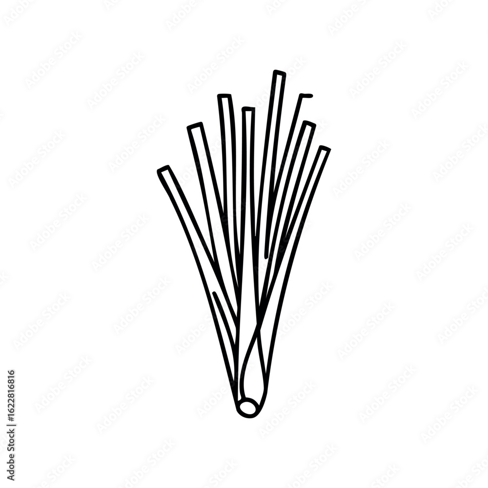 Poster simple line drawing of scallion with long stalks and roots – stock vector icon in line style