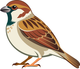 Sparrow bird 