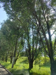 trees in the park
