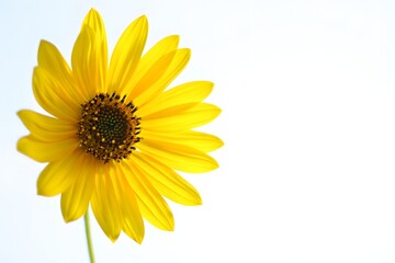 Yellow Sunflower Isolated on White Background