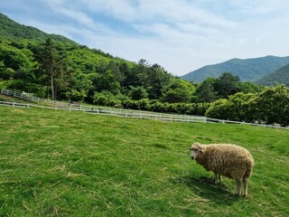 양7
